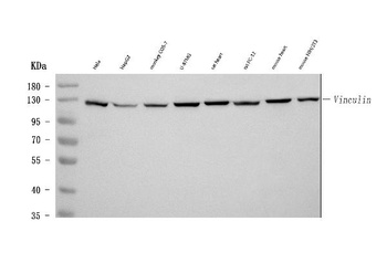 Vinculin VCL Antibody (Monoclonal, hVIN-1)