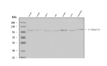 Alpha-Adaptin AP2A1 Antibody (Monoclonal, 100/2)