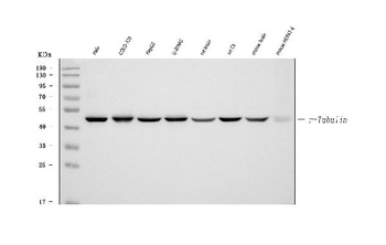 Gamma-Tubulin GGA3 Antibody (Monoclonal, GTU-88)