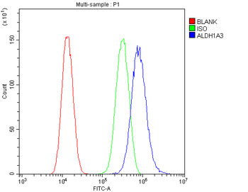 Anti-ALDH1A3 Antibody