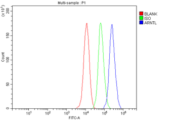 Anti-BMAL1/ARNTL Antibody