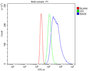 Anti-Bag5 Antibody
