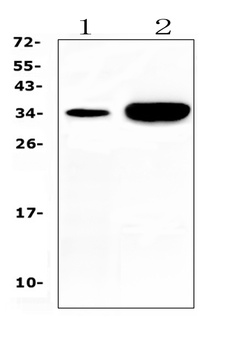 Carbonic Anhydrase IV/CA4 Antibody