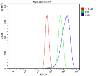 Anti-CD105/ENG Antibody