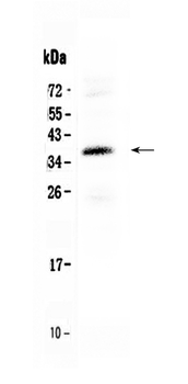 Anti-CORD2/CRX Antibody