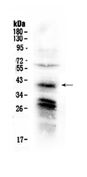 CXCR4 Antibody
