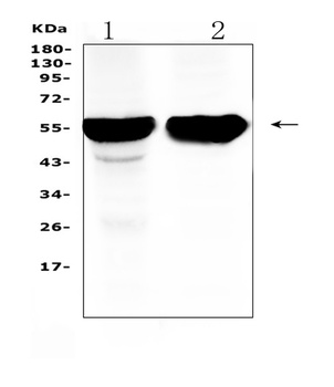 Cytochrome P450 2D6/CYP2D6 Antibody