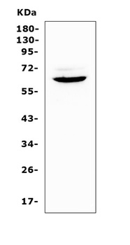 Heparanase 1/Hpse Antibody