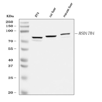 Hydroxysteroid (17-beta) Dehydrogenase 4/HSD17B4 Antibody
