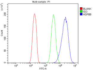 Anti-HSPB8/Hsp22 Antibody