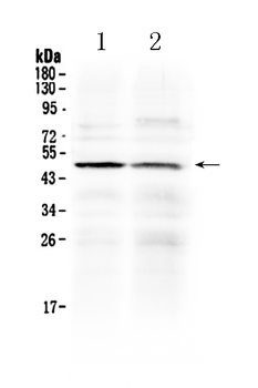 Anti-HtrA3 Antibody