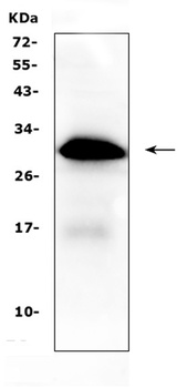 IGFBP1 Antibody
