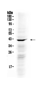 NDRG3 Antibody