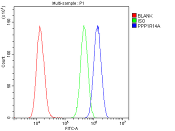 Anti-CPI17 alpha/PPP1R14A Antibody