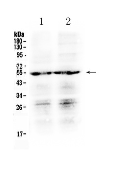 Prostaglandin E Receptor EP4/PTGER4 Antibody