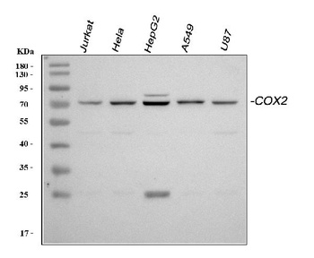 COX2/Cyclooxygenase 2/PTGS2 Antibody