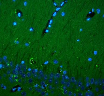 Anti-CD90/Thy1 Antibody