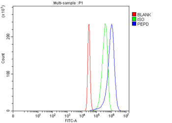 Anti-PEPD Antibody