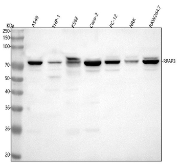 Anti-RPAP3 Antibody