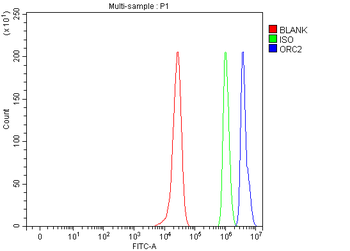 Anti-ORC2 Antibody