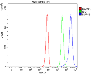Anti-NUP43 Antibody