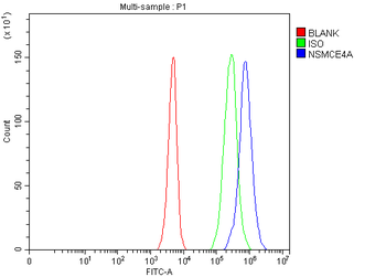 Anti-NSMCE4A Antibody