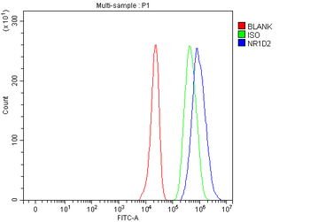 Anti-NR1D2 Antibody