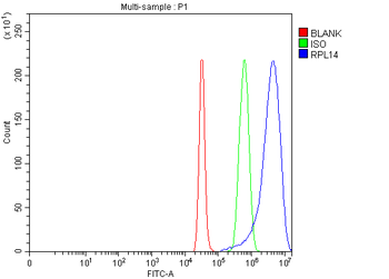Anti-RPL14 Antibody