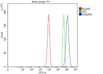 Anti-RASSF8 Antibody