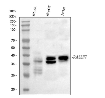 Anti-RASSF7 Antibody
