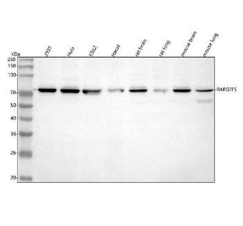 Anti-RAPGEF5 Antibody