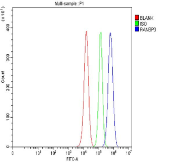 Anti-RANBP3 Antibody