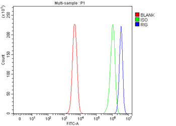 Anti-DKK3/RIG Antibody