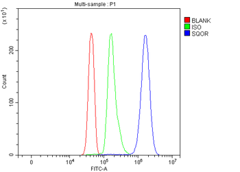 Anti-SQRDL/SQOR Antibody