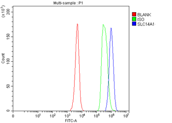 Anti-UT-B/SLC14A1 Antibody