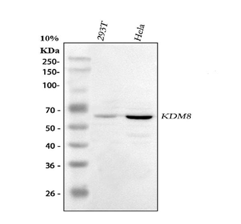 Anti-KDM8 Antibody