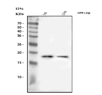 Anti-IFN Gamma/Ifng Antibody