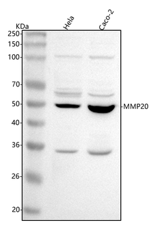 Anti-MMP20 Antibody
