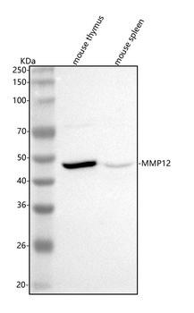 Anti-Mmp12 Antibody