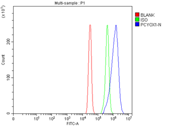 Anti-PCYOX1 Antibody