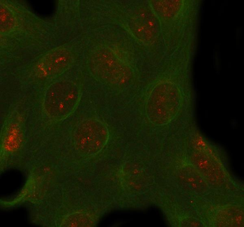 Anti-PACSIN1 Antibody