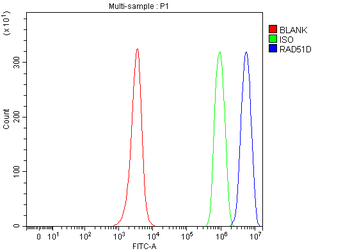 Anti-RAD51D Antibody