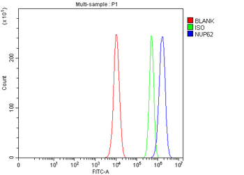 Anti-NUP62 Antibody