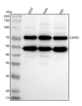 Anti-CEP63 Antibody