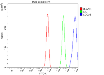 Anti-CDCA8 Antibody