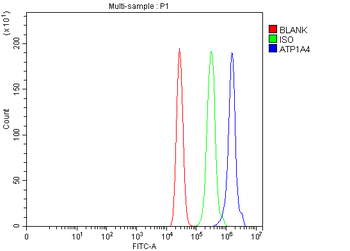 Anti-ATP1A4 Antibody