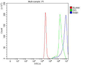Anti-RAB1A Antibody