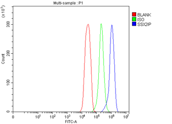 Anti-SSX2IP Antibody