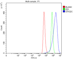 Anti-STK32C Antibody