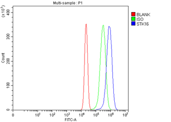 Anti-STK16 Antibody
